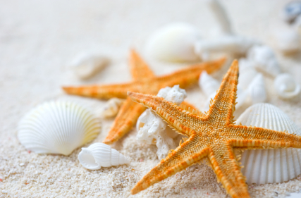 Starfish on the beach.